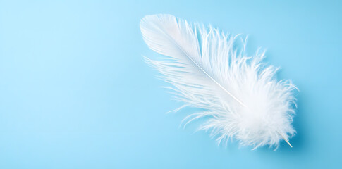 Obraz premium White fluffy bird feather on sky blue background