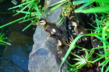 カルガモのヒナ