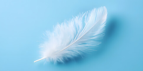 White fluffy bird feather on sky blue background