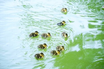 カルガモのヒナ