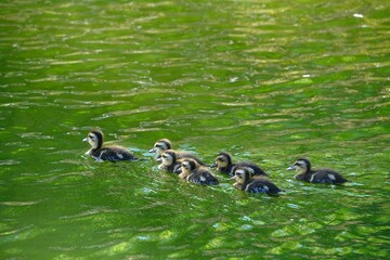 カルガモのヒナ