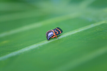 A vibrant two-lined spittlebug (Okiscarta uchidae) resting on a green leaf. Its black body is adorned with striking red markings, making it a colorful subject against the foliage. Taiwan.