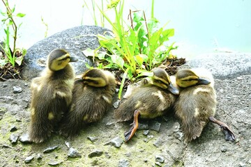 カルガモのヒナ © ogawaay