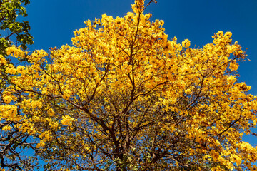 Golden trumpet tree, aka Yellow Ipe. Tabebuia Alba tree, Handroanthus albus. Brazilian ipê