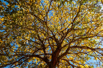 Fototapeta premium Golden trumpet tree, aka Yellow Ipe. Tabebuia Alba tree, Handroanthus albus. Brazilian ipê