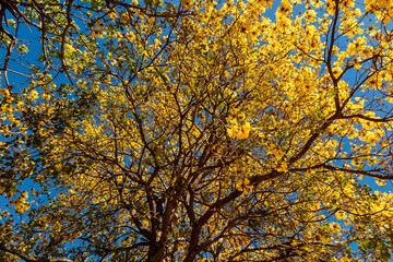 Golden trumpet tree, aka Yellow Ipe. Tabebuia Alba tree, Handroanthus albus. Brazilian ipê