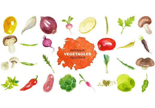Vector watercolor painted collection of vegetables. Hand drawn fresh food design elements isolated on white background.