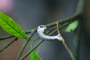  A macro shot of a Parapercnia giraffata caterpillar mimicking a snake. The caterpillar's enlarged...