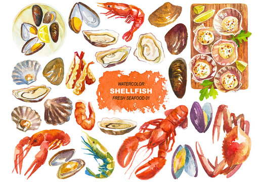 Vector watercolor painted shellfish clipart. Hand drawn elements isolated on white background.