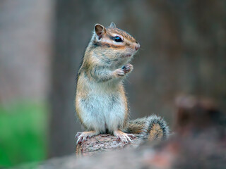 Chipmunk standing on its hind legs and looking around