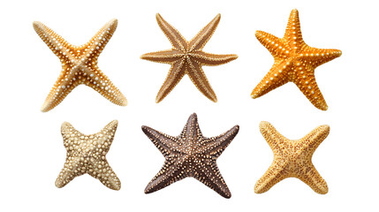 Set of Starfish or sea star isolated on transparent background