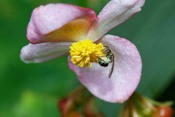 A macro shot of a black bee collecting nectar from a pink begonia flower. The bee is covered in...
