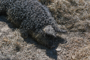 Schwalbenbäuchiges Manglitza