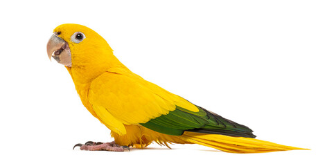 golden parakeet or golden conure, Guaruba guarouba, isolated on white