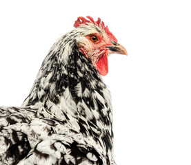Back view of Black and white Gournay hen, Norman Gournay chicken, looking at the camera,