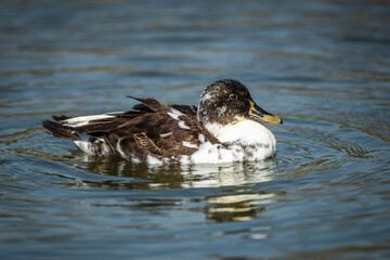 Yellow billed duck in a pond