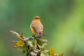Blue-fronted redstart