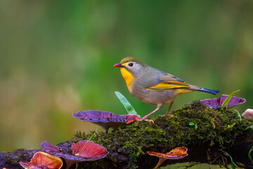 Leiothrix