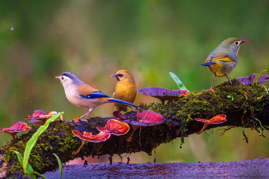 Leiothrix / Black-chinned babbler
/ Blue-winged minla