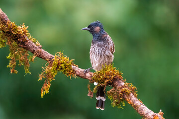 red-vented bulbul