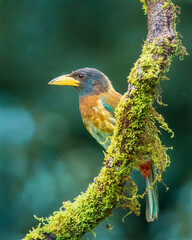 Great barbet
