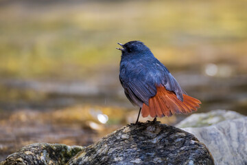 Plumbeous water redstart