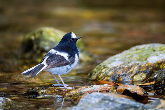 Little forktail
