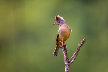 Stripe-throated yuhina