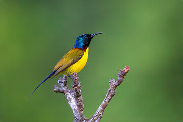 Green-tailed sunbird