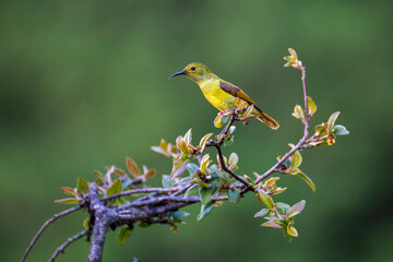 Green-tailed sunbird