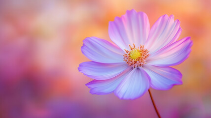 Fototapeta premium 夕暮れのコスモス