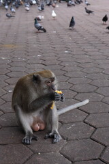 Monkeys living in the Batu Caves in Malaysia
