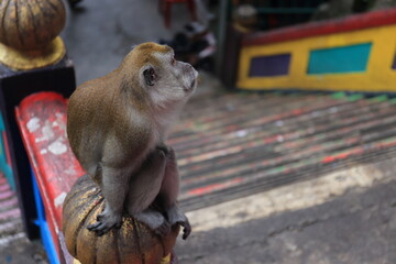 Monkeys living in the Batu Caves in Malaysia