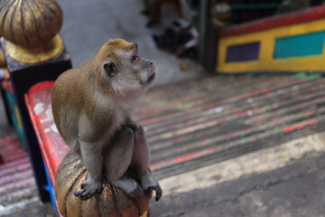 Monkeys living in the Batu Caves in Malaysia