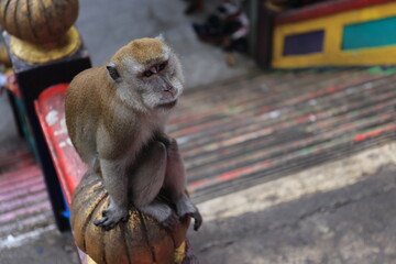 Monkeys living in the Batu Caves in Malaysia