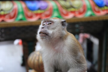 Monkeys living in the Batu Caves in Malaysia