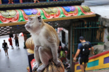 Monkeys living in the Batu Caves in Malaysia