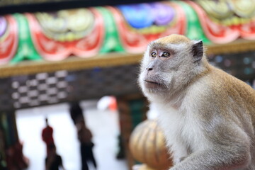 Monkeys living in the Batu Caves in Malaysia