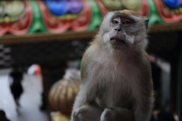 Monkeys living in the Batu Caves in Malaysia