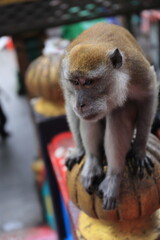 Monkeys living in the Batu Caves in Malaysia