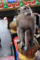 Monkeys living in the Batu Caves in Malaysia