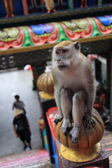Monkeys living in the Batu Caves in Malaysia