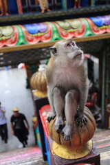 Monkeys living in the Batu Caves in Malaysia