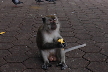 Monkeys living in the Batu Caves in Malaysia