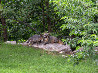 A Gray Fox kit shows its mom some love.