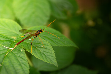 una especie de avispa que se posa sobre las hojas de las plantas forestales 