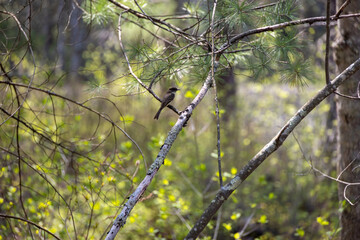 Eastern Phoebe (Sayornis phoebe) sitting on a Branch