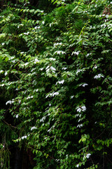 Fototapeta premium マタタビの白い葉 