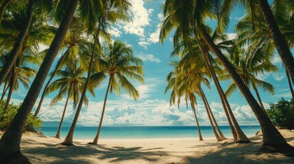 Obraz premium Picturesque view of a coconut grove on a sunny beach in the Philippines. No people, copy space.
