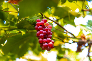 たわわに実ったブドウ